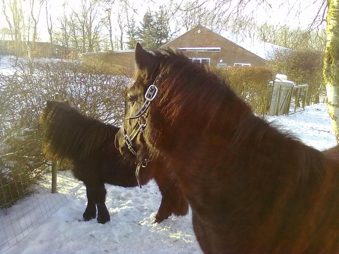 Anden særlig race cirkeline billede 7