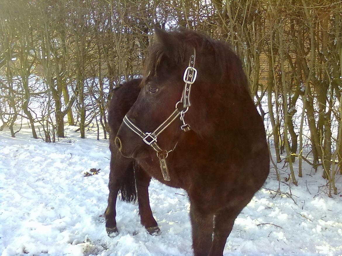 Anden særlig race cirkeline billede 8