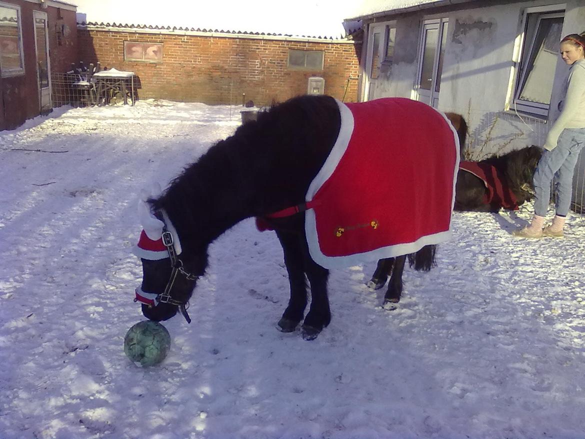 Anden særlig race cirkeline billede 9