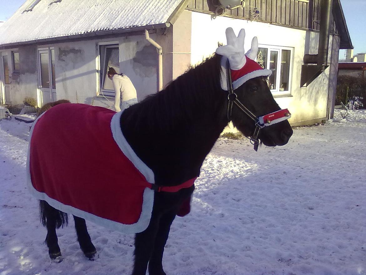 Anden særlig race cirkeline billede 10