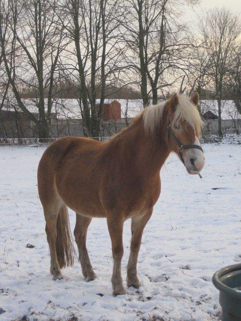 Haflinger Maddy billede 10