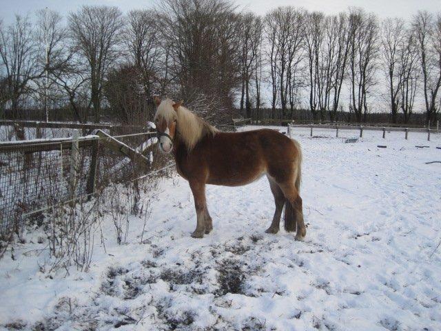 Haflinger Maddy billede 11