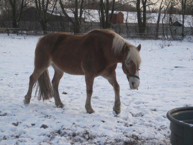 Haflinger Maddy billede 12