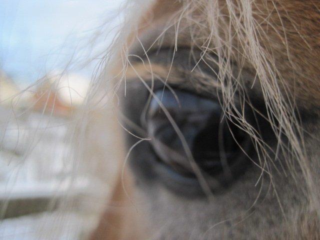 Haflinger Maddy billede 13