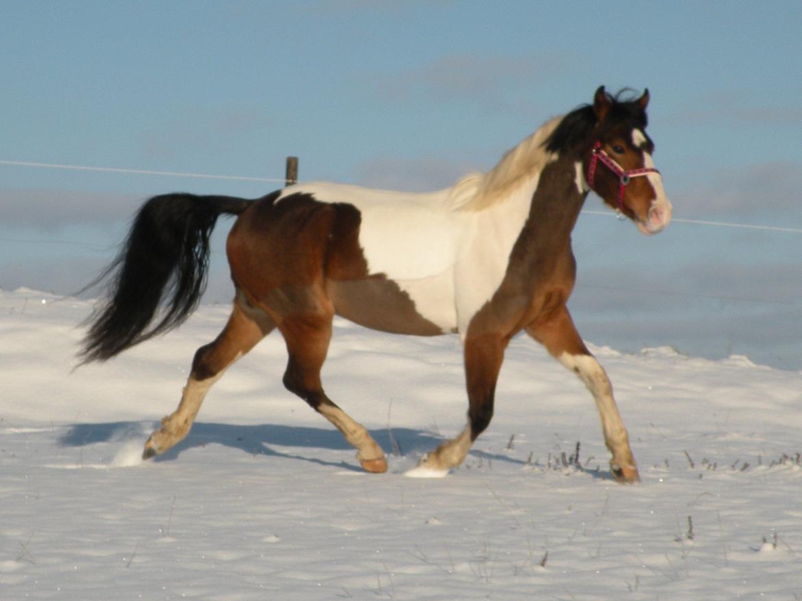 Anden særlig race Felix - December 2012 billede 15