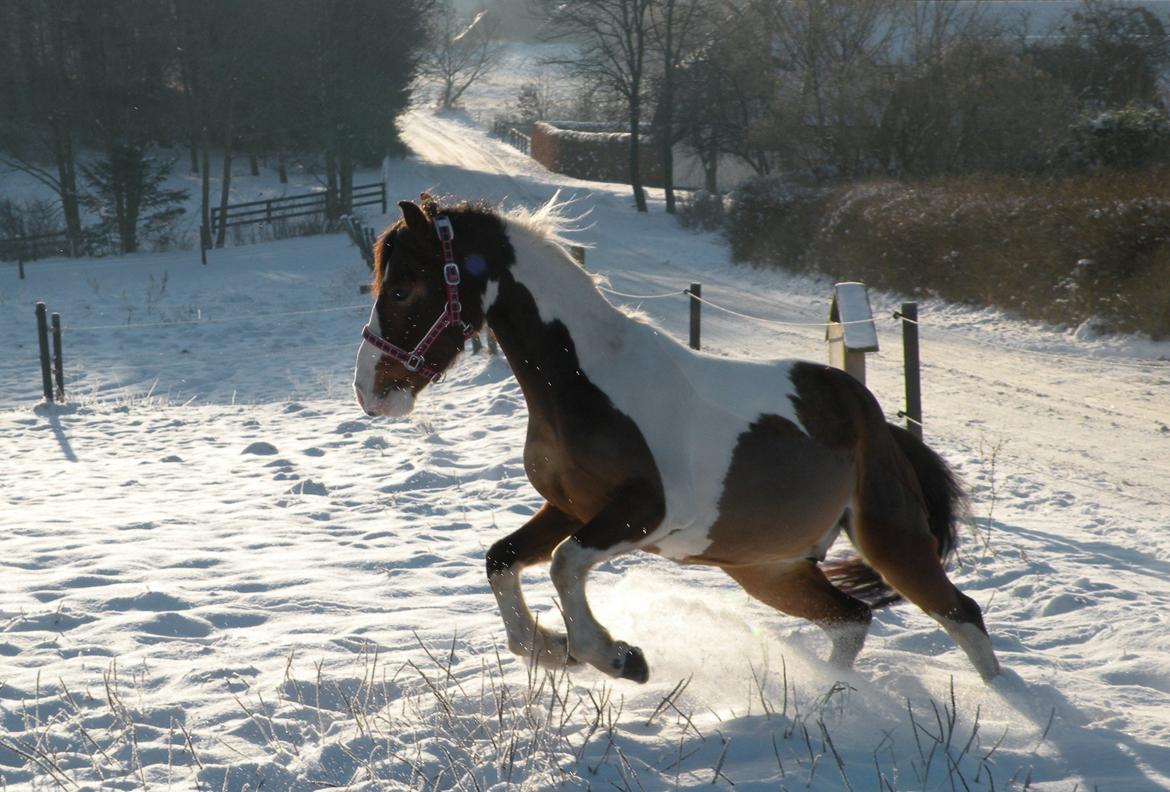 Anden særlig race Felix billede 16
