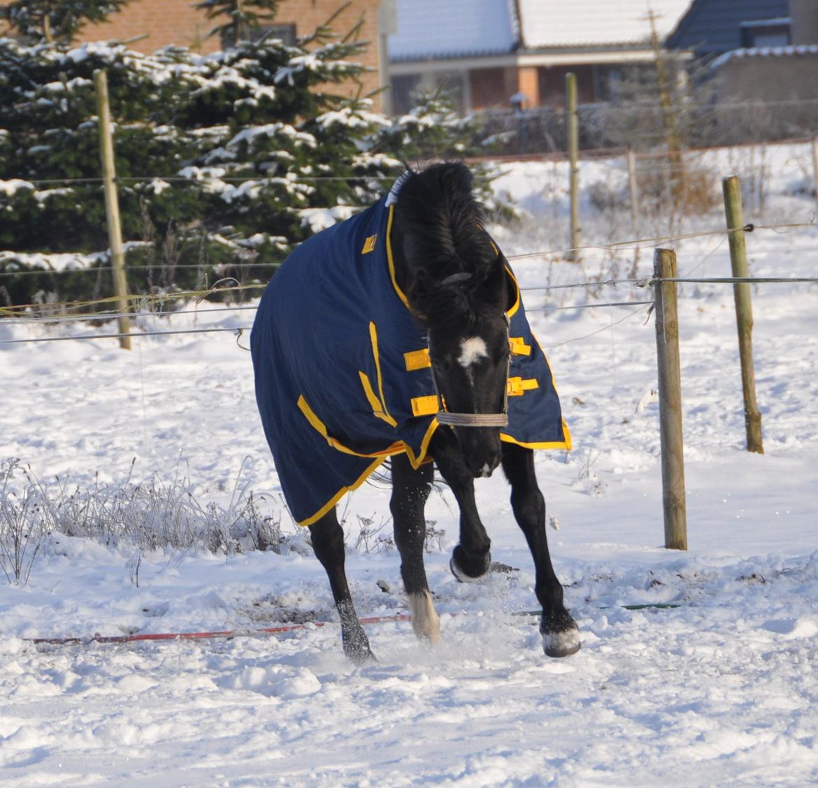 Welsh Partbred (Sec F) Bjerregårds Rhett billede 6