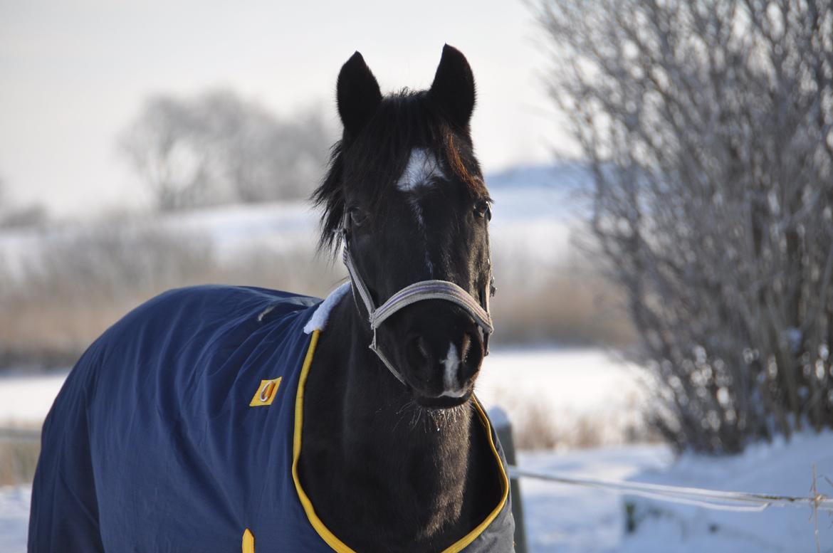 Welsh Partbred (Sec F) Bjerregårds Rhett billede 7