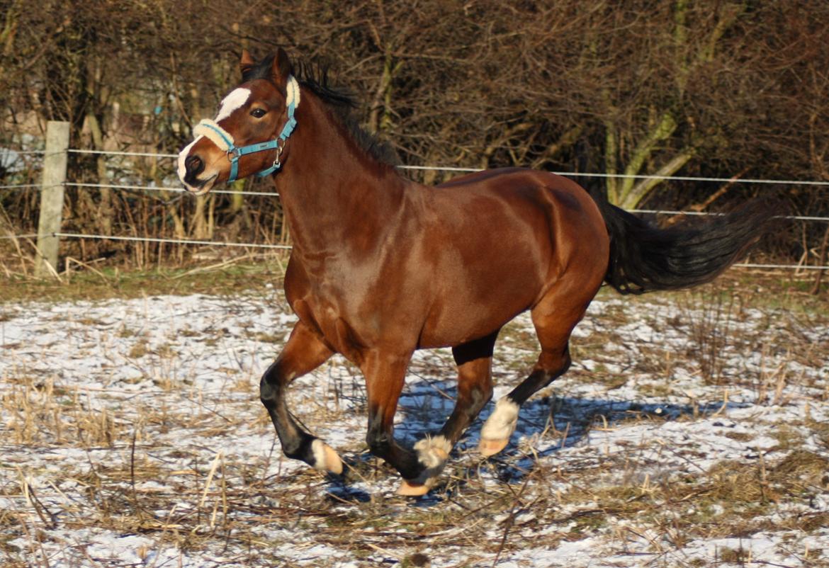 Welsh Cob (sec D) Nebo Tulip - Tulip på fold 8 dec 2012 billede 27