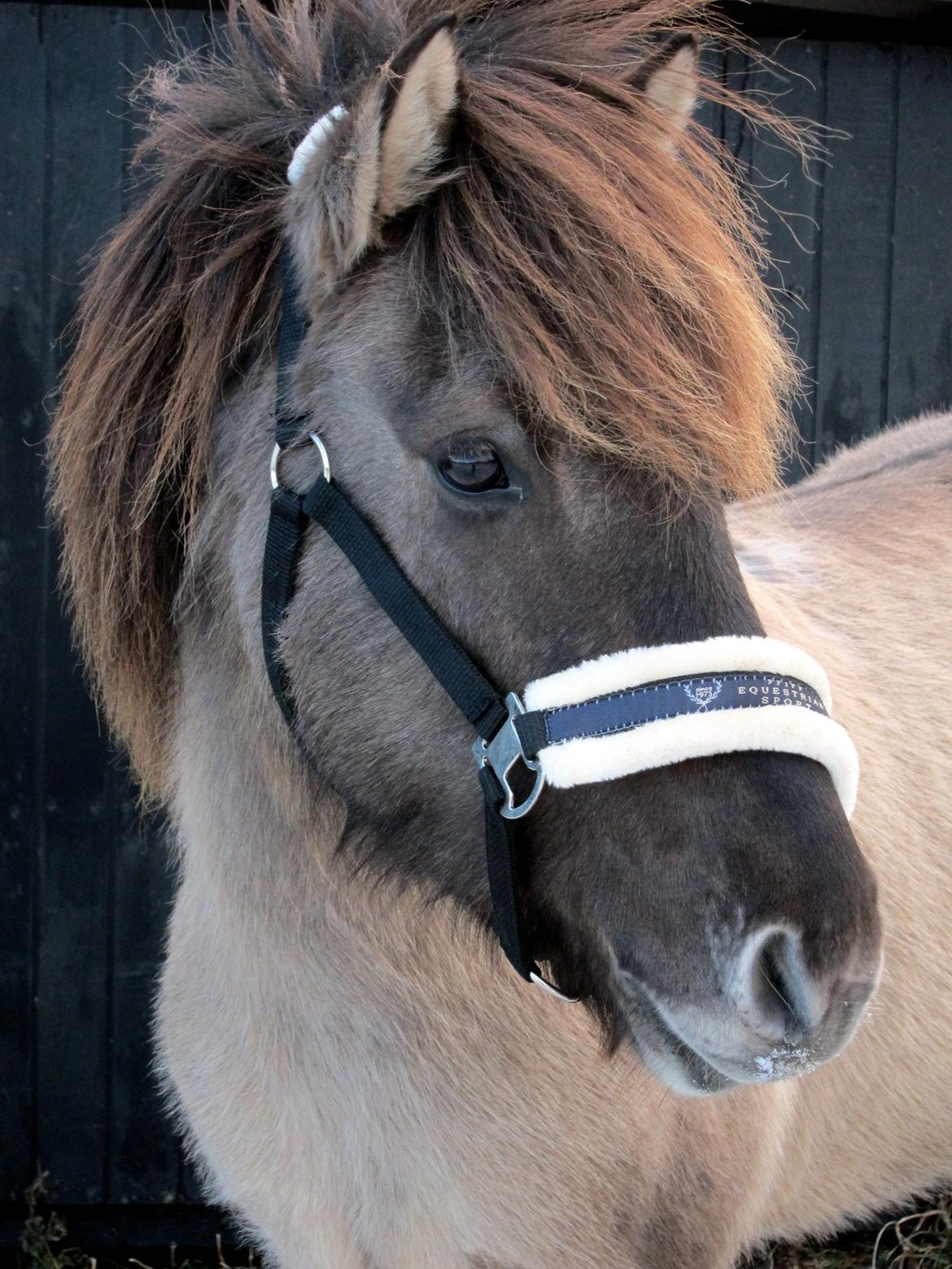 Islænder Fönn fra Ærø billede 2
