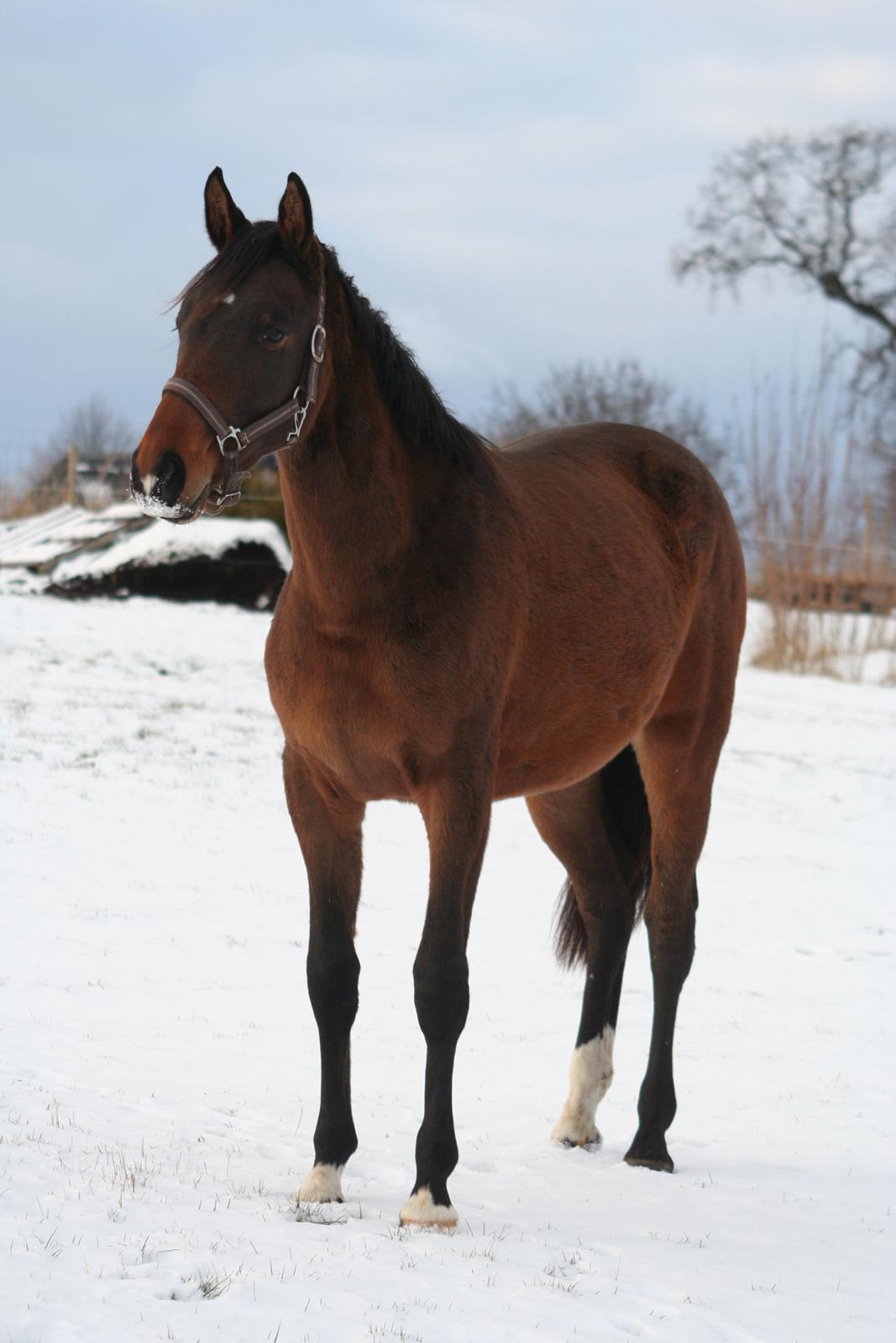 Dansk Varmblod Que Kimer - Smukkeste lillehest! billede 11