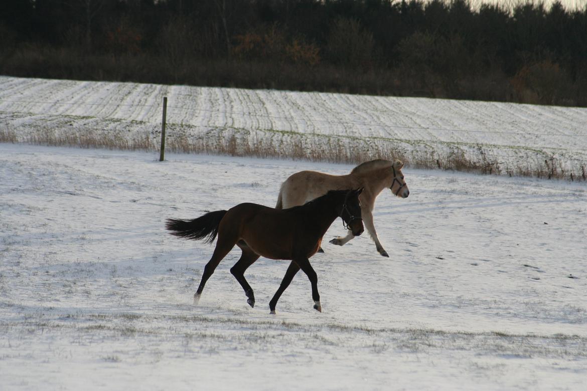 Dansk Varmblod Que Kimer - Lillehest i stille og rolig trav. billede 12
