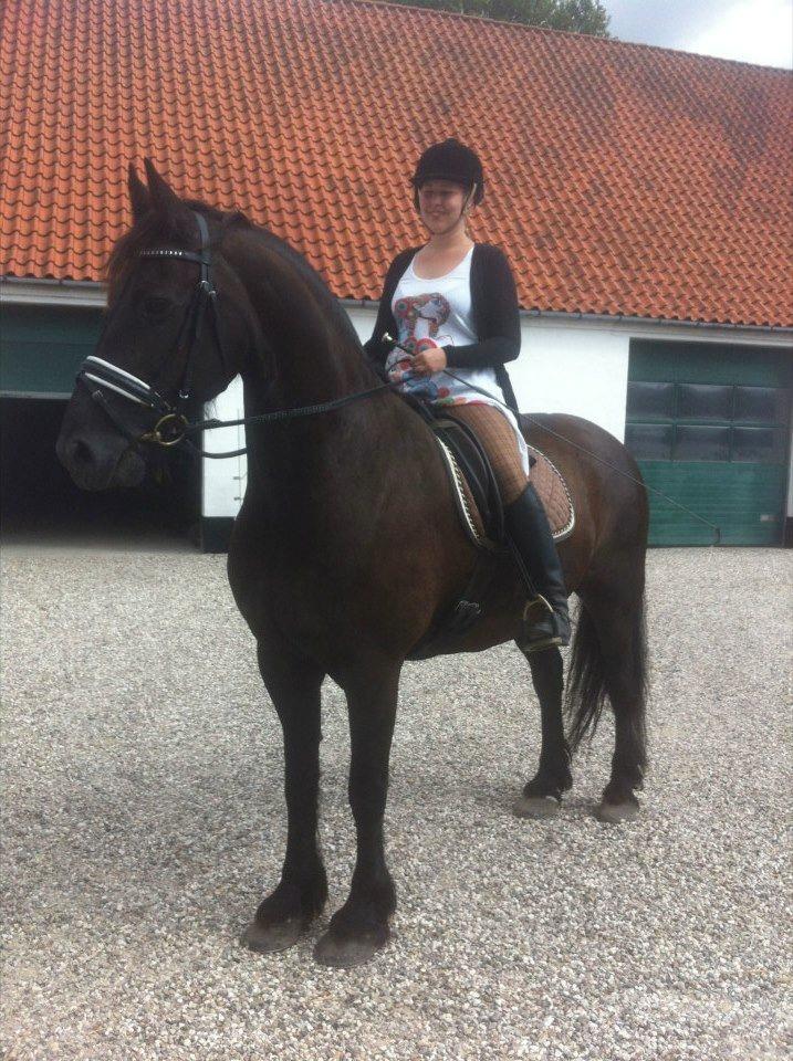 Frieser Romeo billede 4