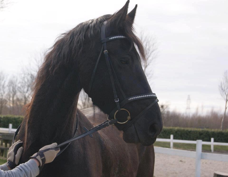 Frieser Romeo billede 6