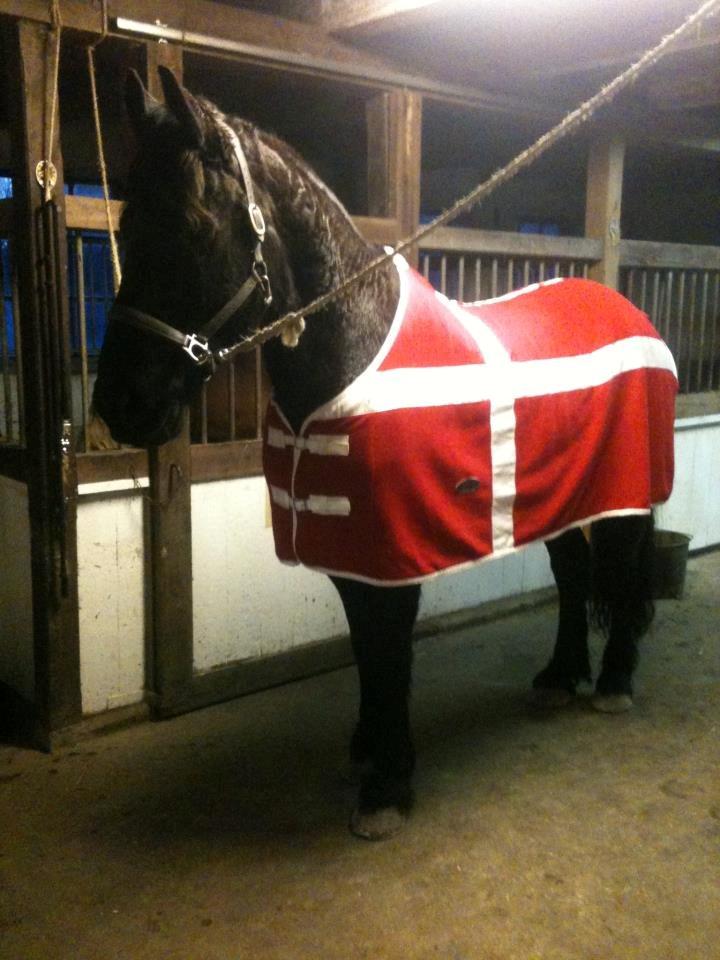 Frieser Romeo billede 7