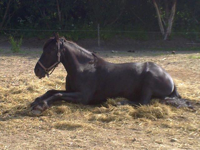 Frieser Romeo billede 8