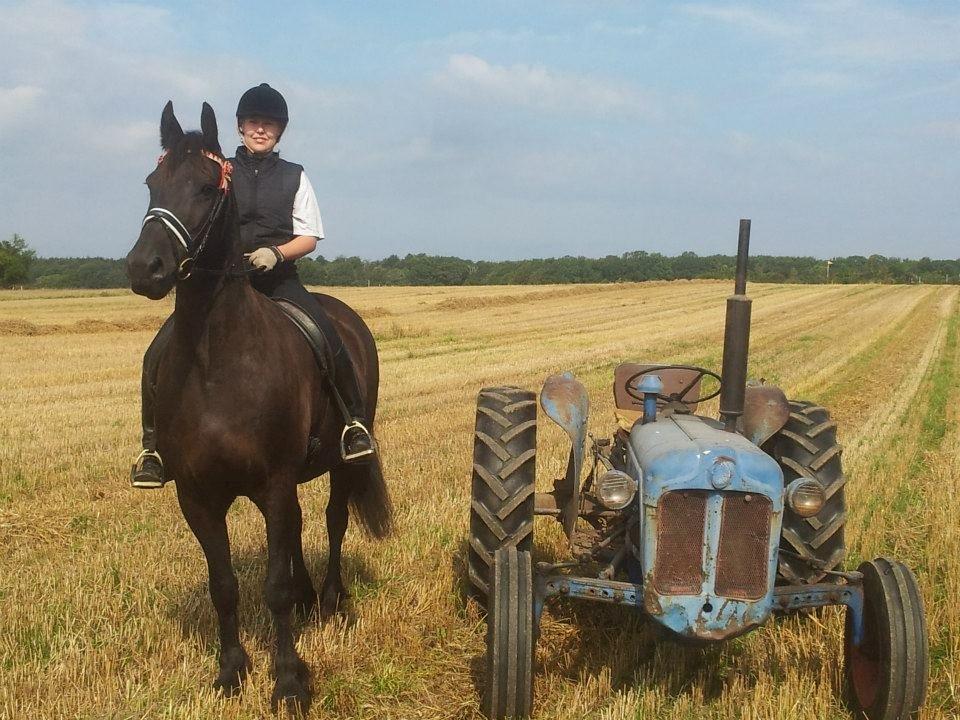 Frieser Romeo billede 1