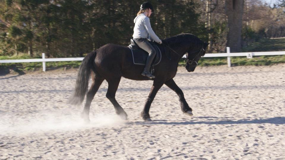 Frieser Romeo billede 12