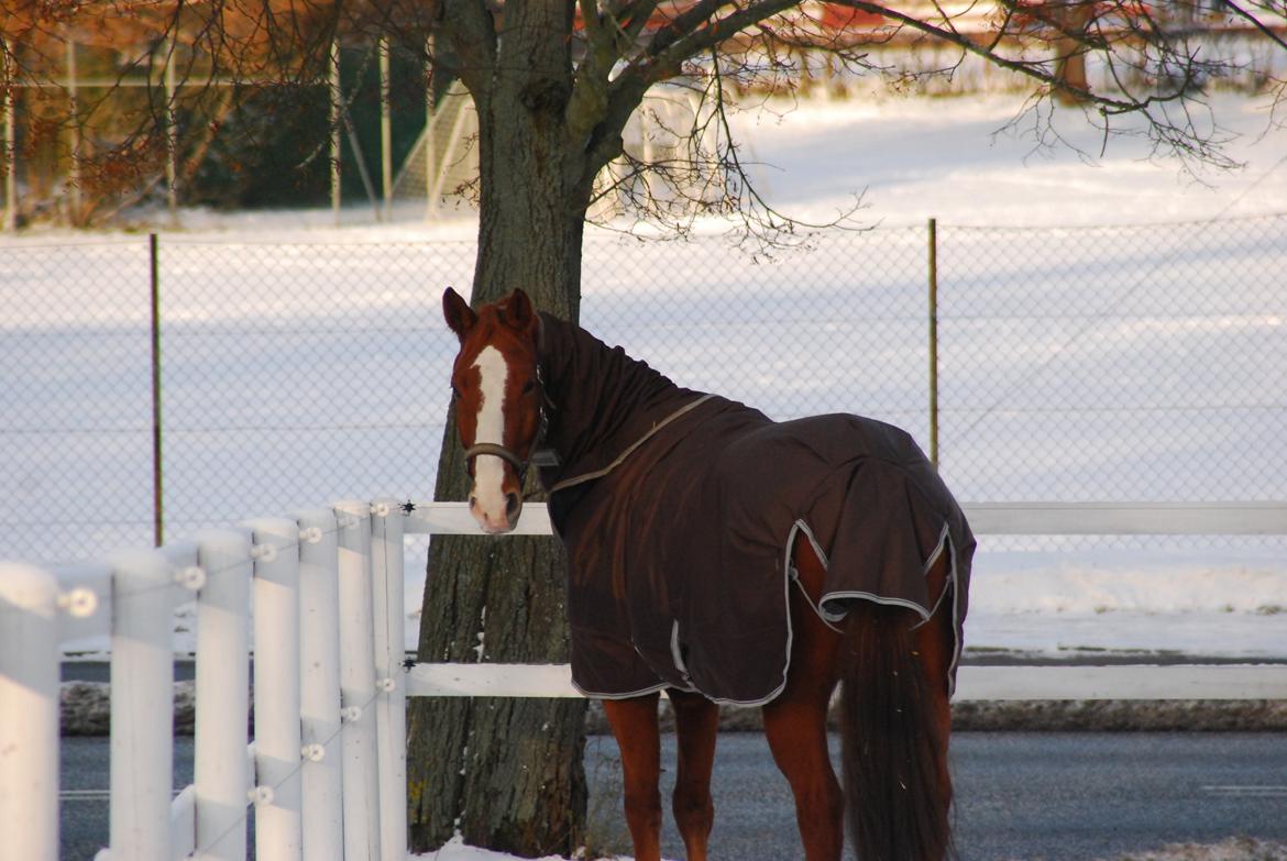Dansk Varmblod Lester Estelle - December 12 billede 12