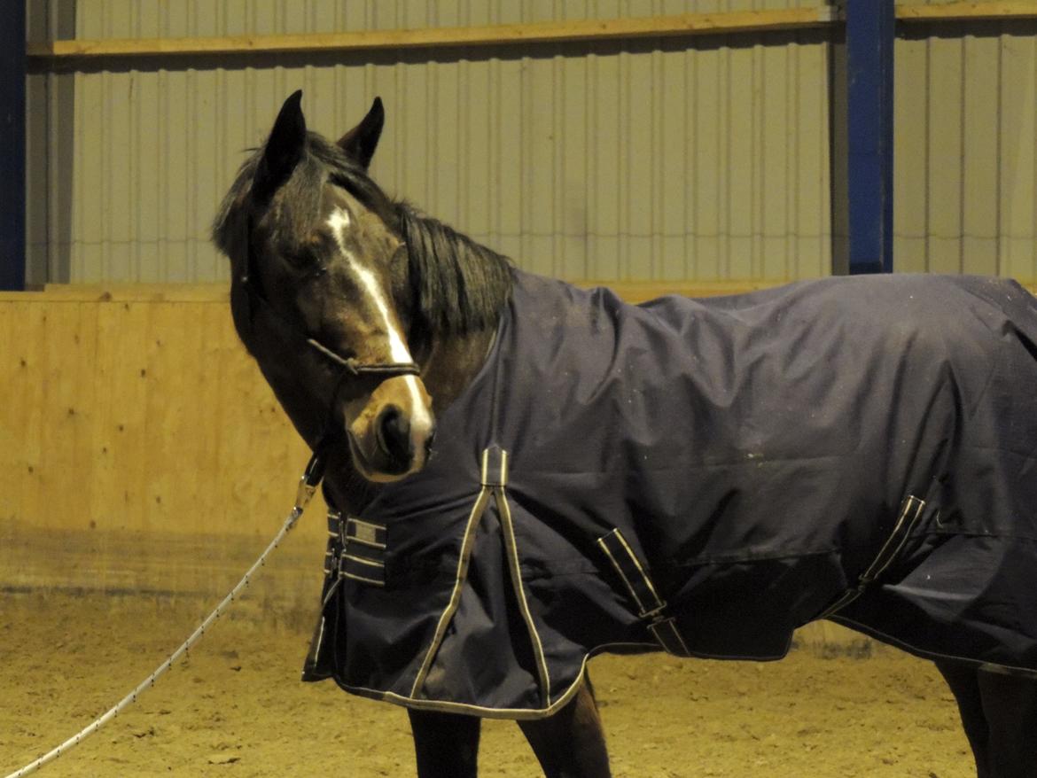 Hollandsk Varmblod Beauty Rose - Fotograf: Line Madsen billede 10