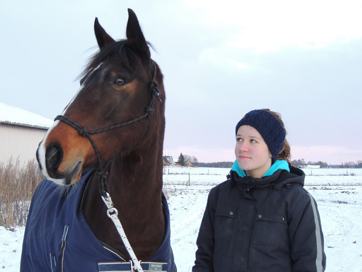 Hollandsk Varmblod Beauty Rose - ❤❤❤ 
Fotograf: Line Madsen billede 11