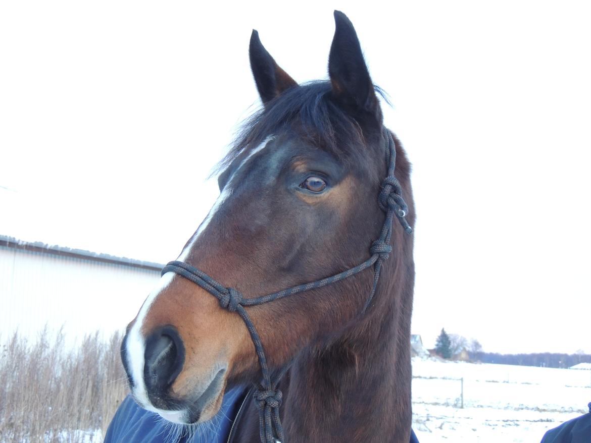 Hollandsk Varmblod Beauty Rose - ❤❤❤ billede 12