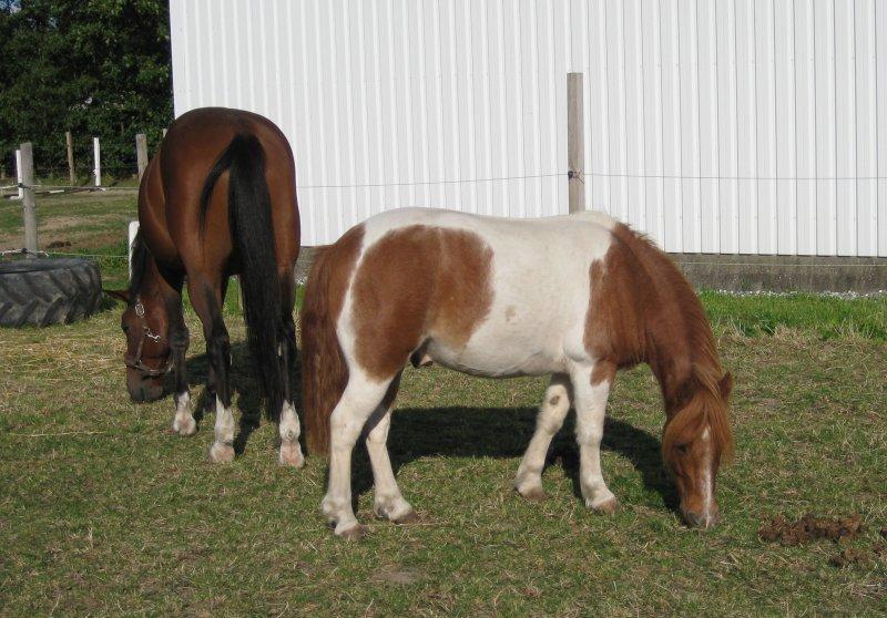 Anden særlig race Spirit - Forår 2012 billede 4
