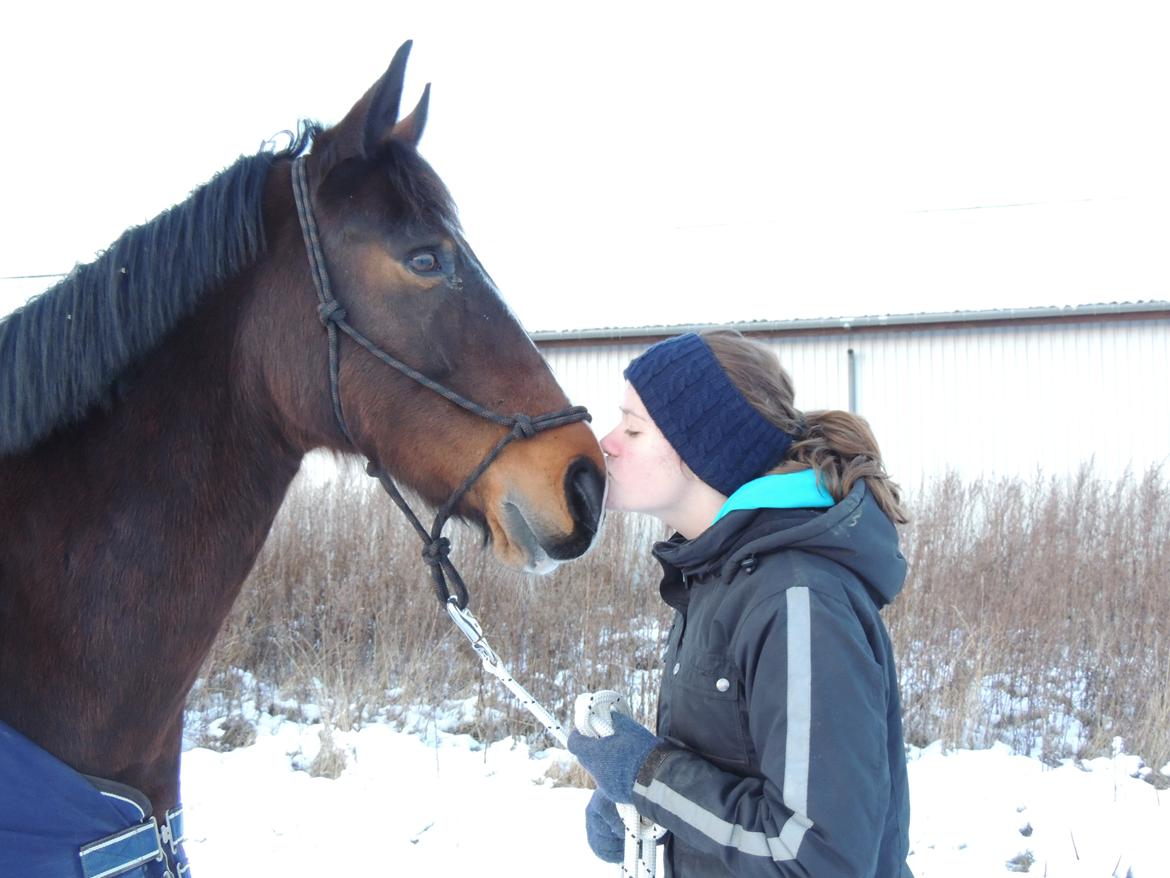 Hollandsk Varmblod Beauty Rose - Jeg elsker hende ❤❤❤ billede 13