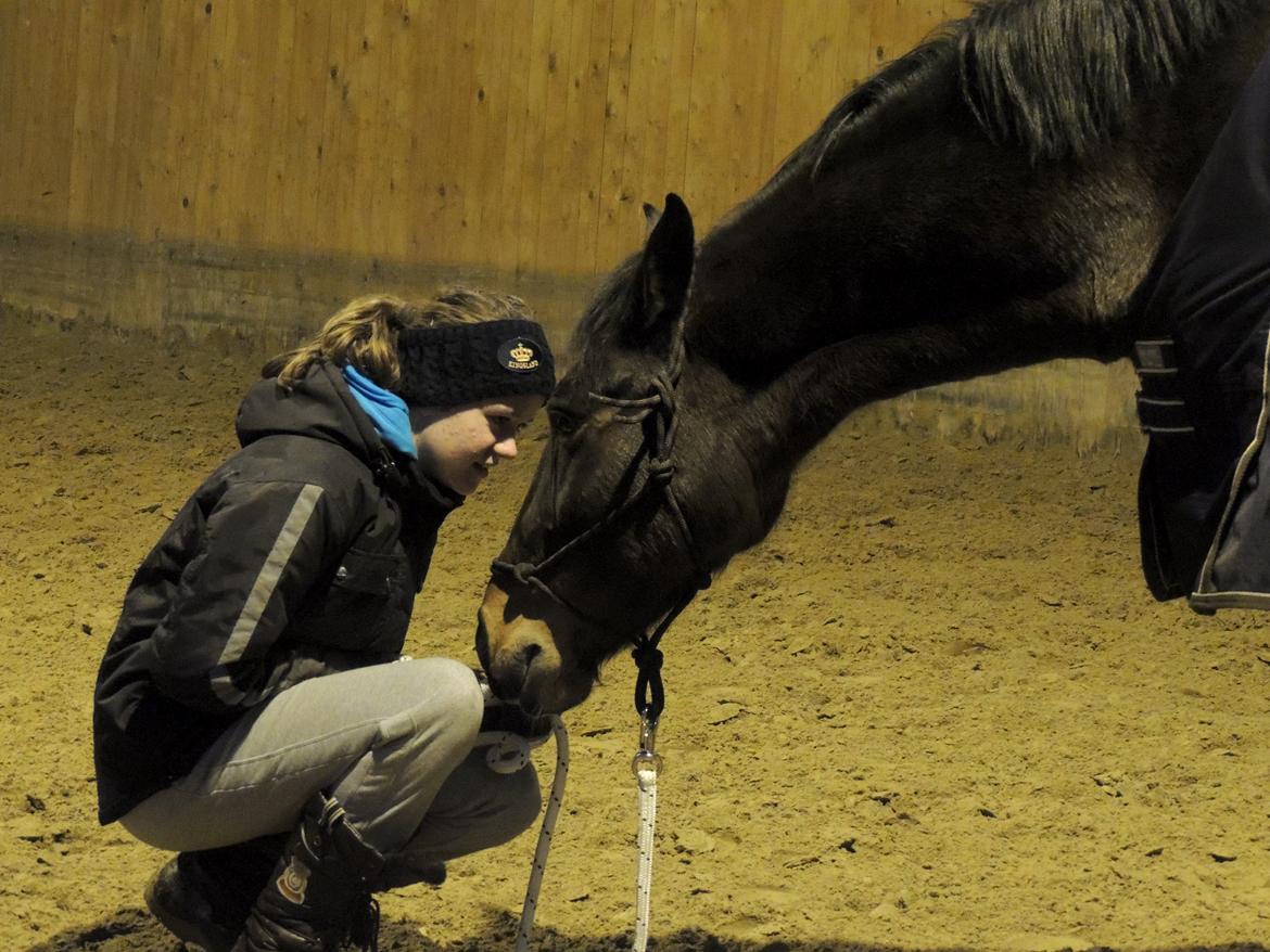 Hollandsk Varmblod Beauty Rose - Beauty ❤❤❤ billede 14