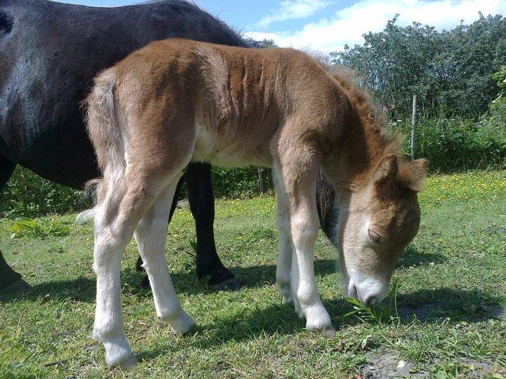 Shetlænder Nauhøjvejens Latte billede 7