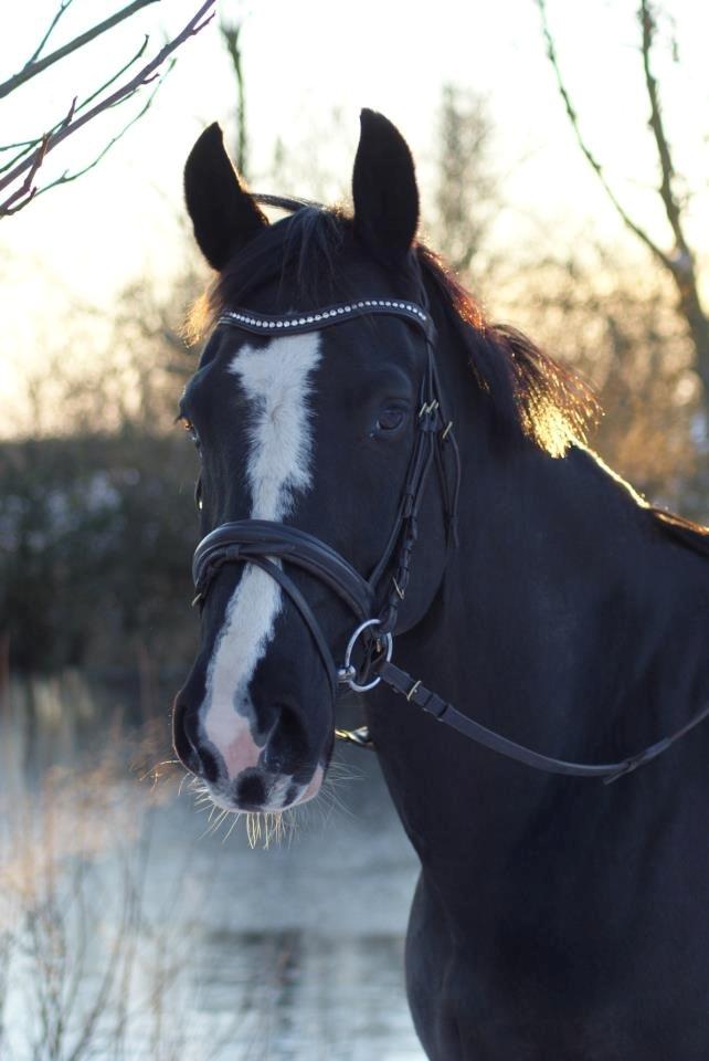 Anden særlig race SVALEGAARDEN ROLEX - Line photo billede 19