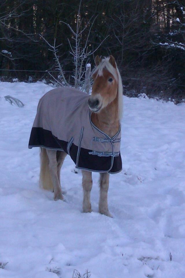 Haflinger Nantino Hestvang billede 5