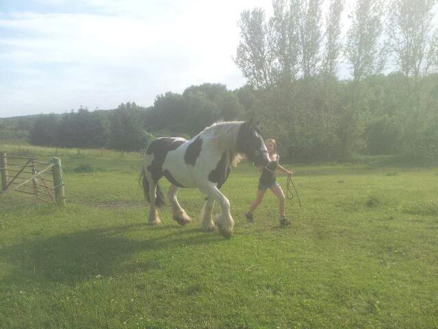 Irish Cob Miss Baley [Solgt] billede 18