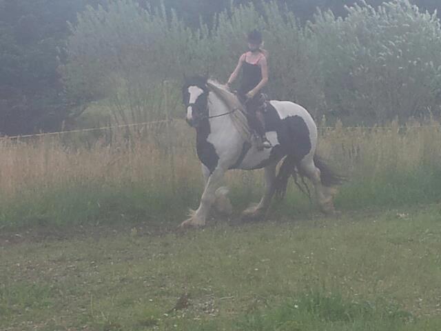 Irish Cob Miss Baley [Solgt] billede 10