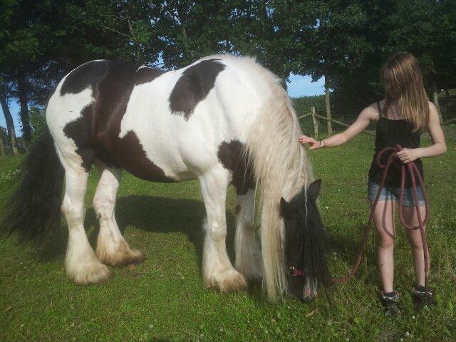 Irish Cob Miss Baley [Solgt] billede 11