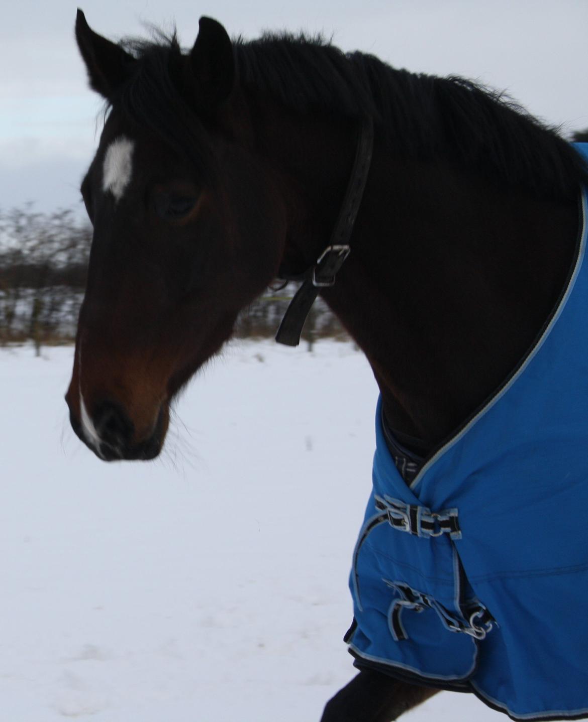 Dansk Varmblod Ocean - Ocean i sneen billede 19