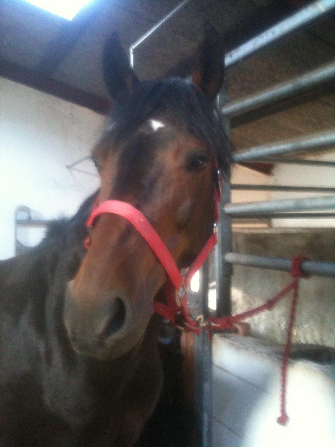 Anden særlig race Lennia - 
velkommen til min side billede 1