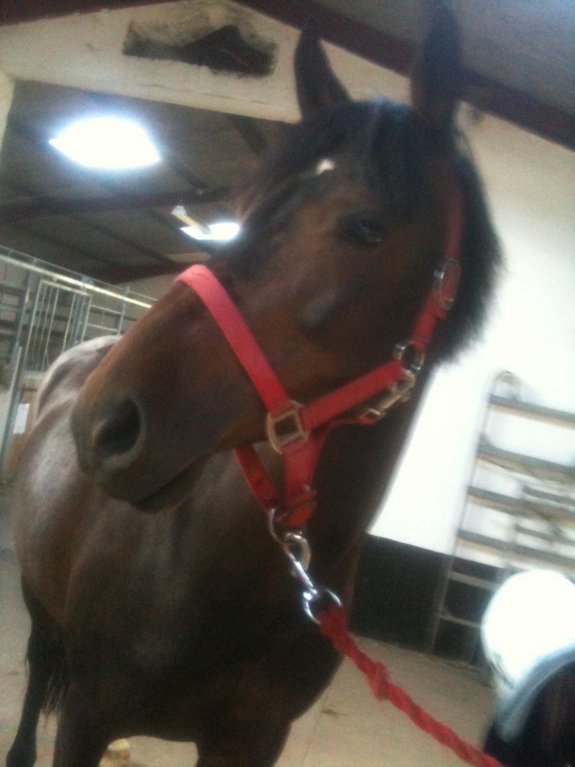 Anden særlig race Lennia - fotomodel billede 2