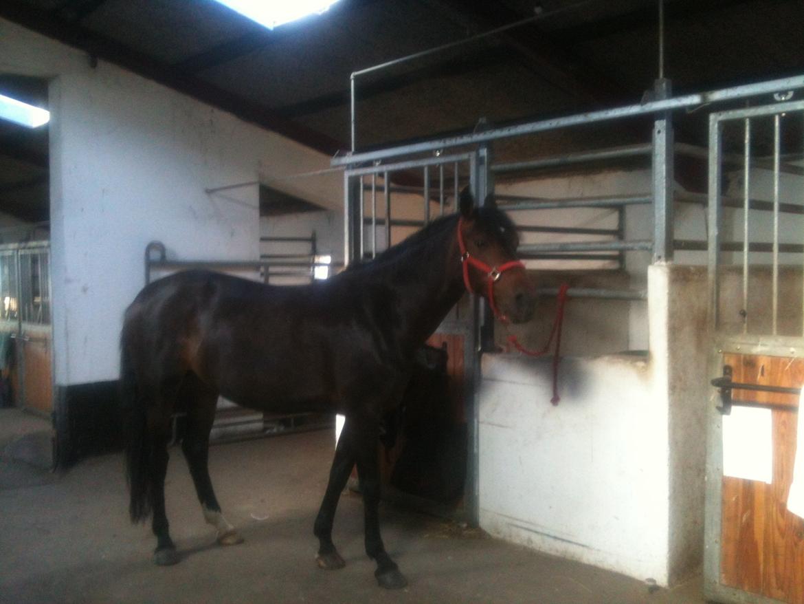 Anden særlig race Lennia billede 3