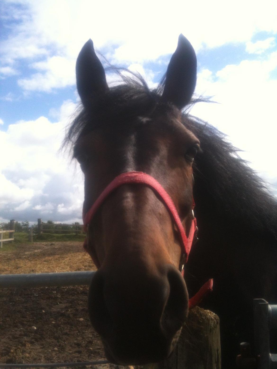 Anden særlig race Lennia billede 4