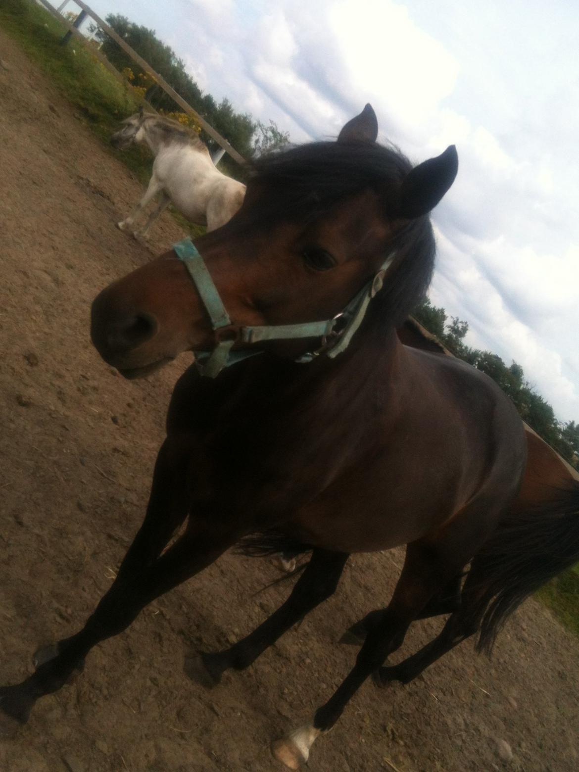 Anden særlig race Lennia billede 5