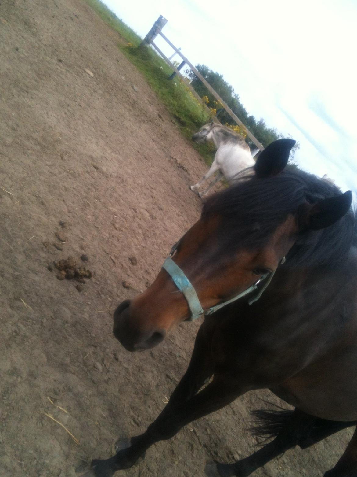 Anden særlig race Lennia billede 6