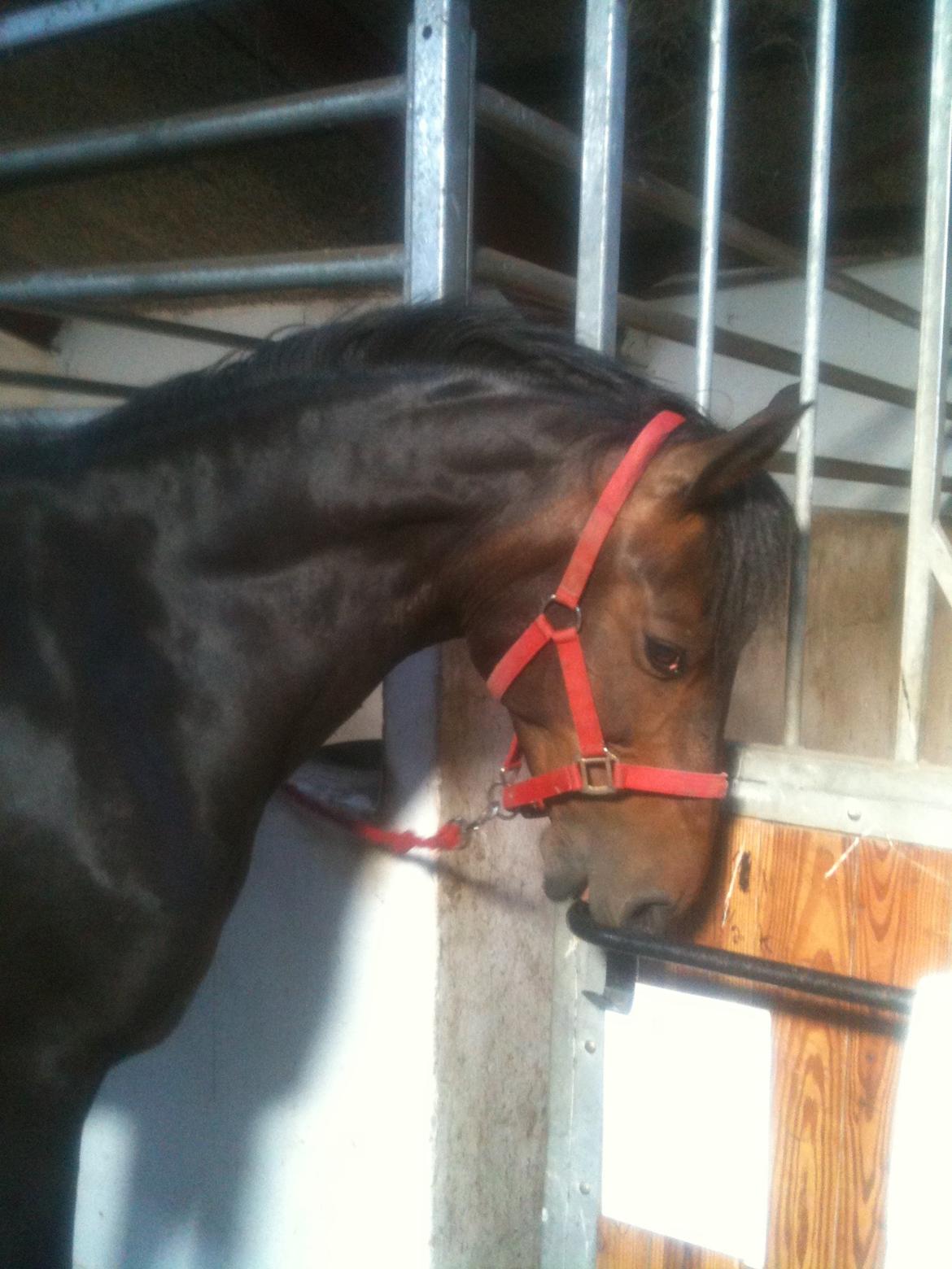 Anden særlig race Lennia billede 7