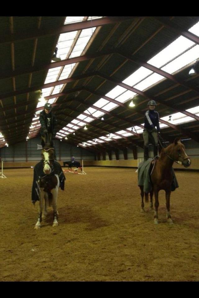 Arabisk fuldblod (OX) GKV`S Cassanova <3  - <3 billede 8