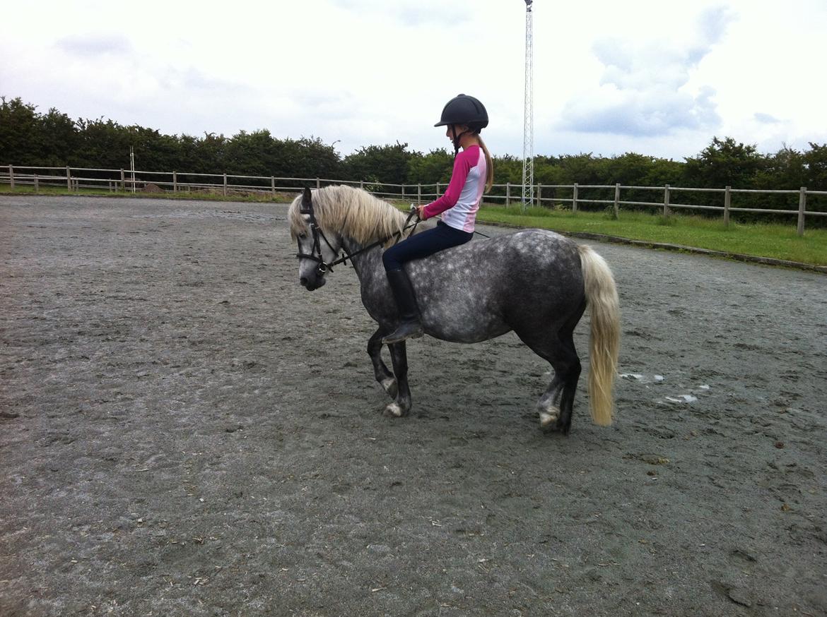 Anden særlig race Fiona billede 4