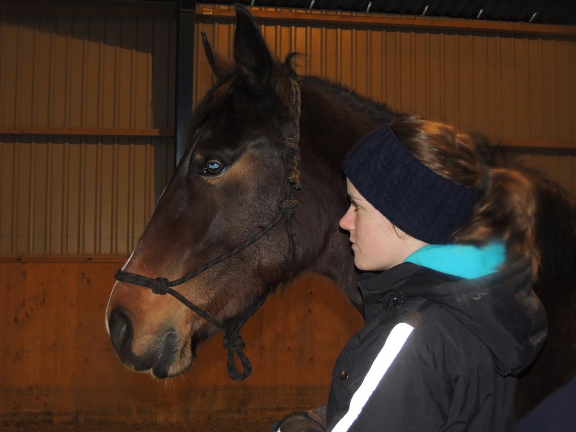 Hollandsk Varmblod Beauty Rose billede 15