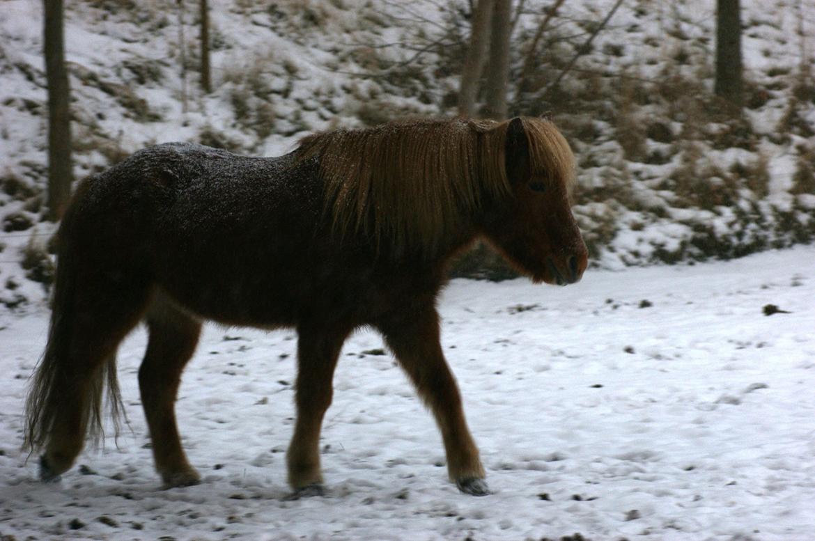 Islænder Stjarni billede 18