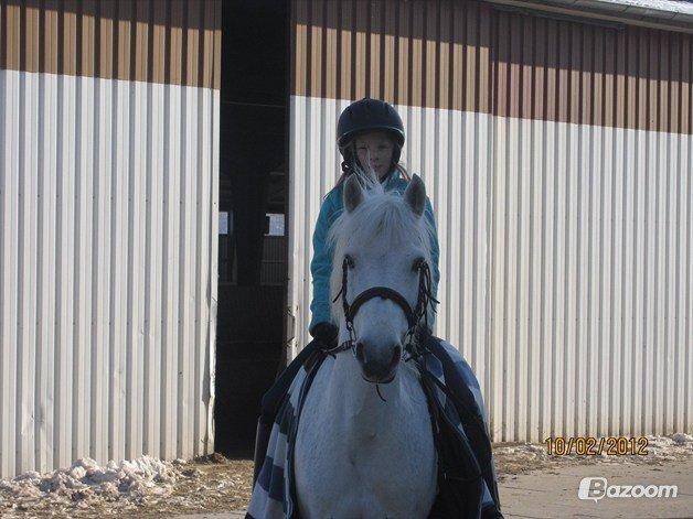 Anden særlig race Cornelius billede 1