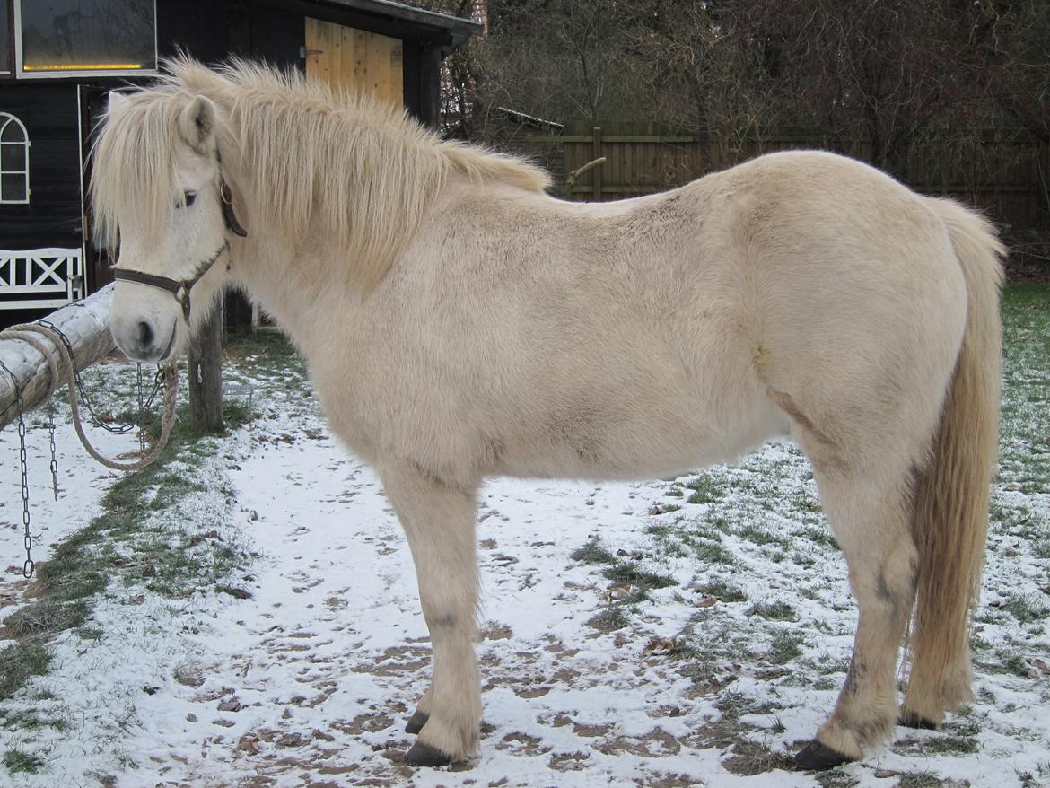 Islænder Jökull billede 11