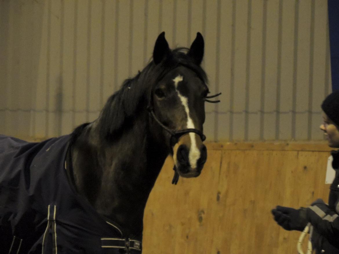 Hollandsk Varmblod Beauty Rose billede 16